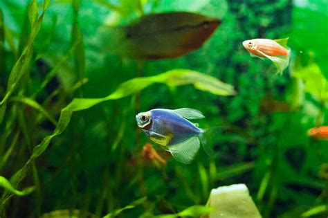 pregnant glofish